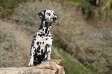 DALMATIEN 135